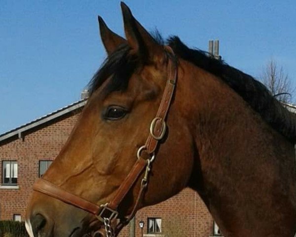horse Lord Lindsay (Trakehner, 1999, from Empire)
