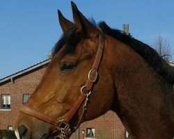 Pferd Lord Lindsay (Trakehner, 1999, von Empire)