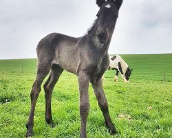 Pferd Dakota (Barockpinto, 2017, von Uncas)