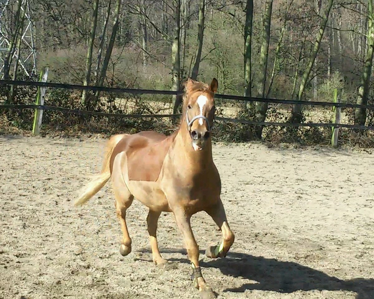 Dressurpferd Aconteur (Deutsches Reitpony, 2011, von Amarillys Sensation D)