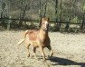 dressage horse Aconteur (German Riding Pony, 2011, from Amarillys Sensation D)