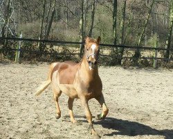 dressage horse Aconteur (German Riding Pony, 2011, from Amarillys Sensation D)