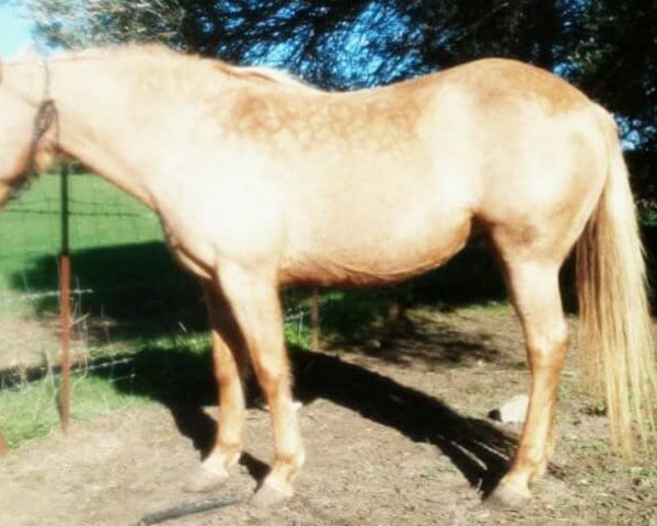 Pferd MAREIKE (Andalusier, 2007)