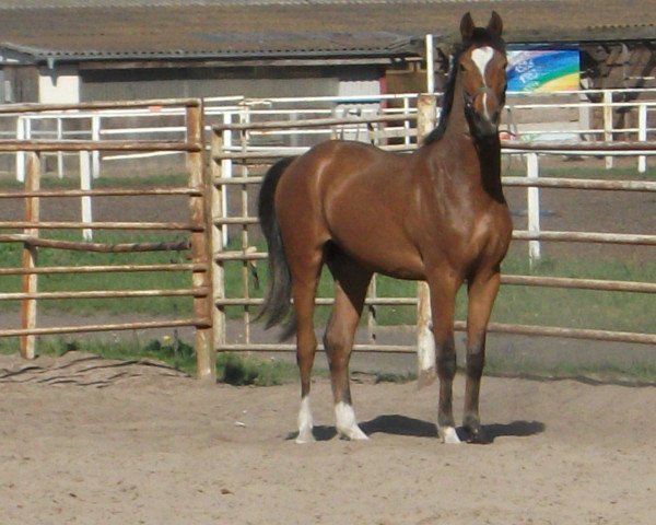 horse French Fidelio (Westphalian, 2011, from French Affair O)