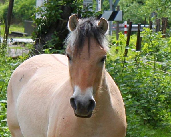 Pferd Kalvino (Fjordpferd, 2014, von Kelvin)