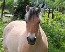 dressage horse Kalvino (Fjord Horse, 2014, from Kelvin)