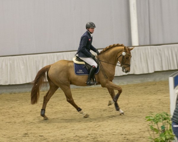 stallion Ebanking (Westphalian, 2014, from Etoulon VDL)