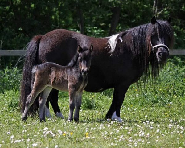 broodmare Daisy v. Ziek (Shetland Pony, 2010, from Topper van de Kortenhof)