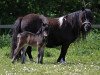 broodmare Daisy v. Ziek (Shetland Pony, 2010, from Topper van de Kortenhof)