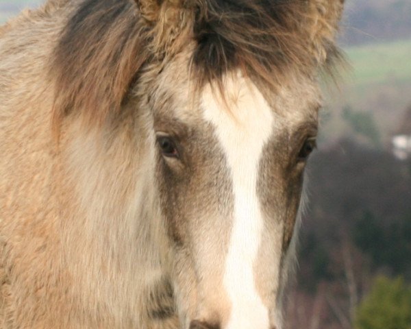 Deckhengst Amari-Ari Mustang (Pony ohne Rassebezeichnung, 2017)