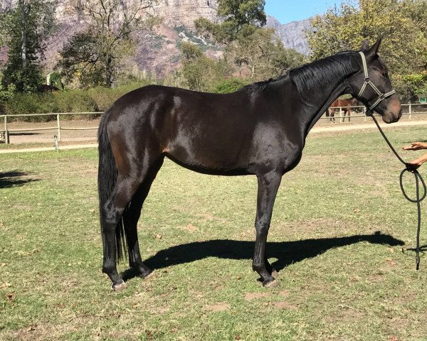 dressage horse Neuland Lunar Eclipse (South African Warmblood, 2013, from Rivendell Highflyer)