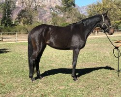 dressage horse Neuland Lunar Eclipse (South African Warmblood, 2013, from Rivendell Highflyer)