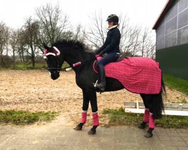 dressage horse River Phoenix (Hanoverian, 2013, from Rotspon)