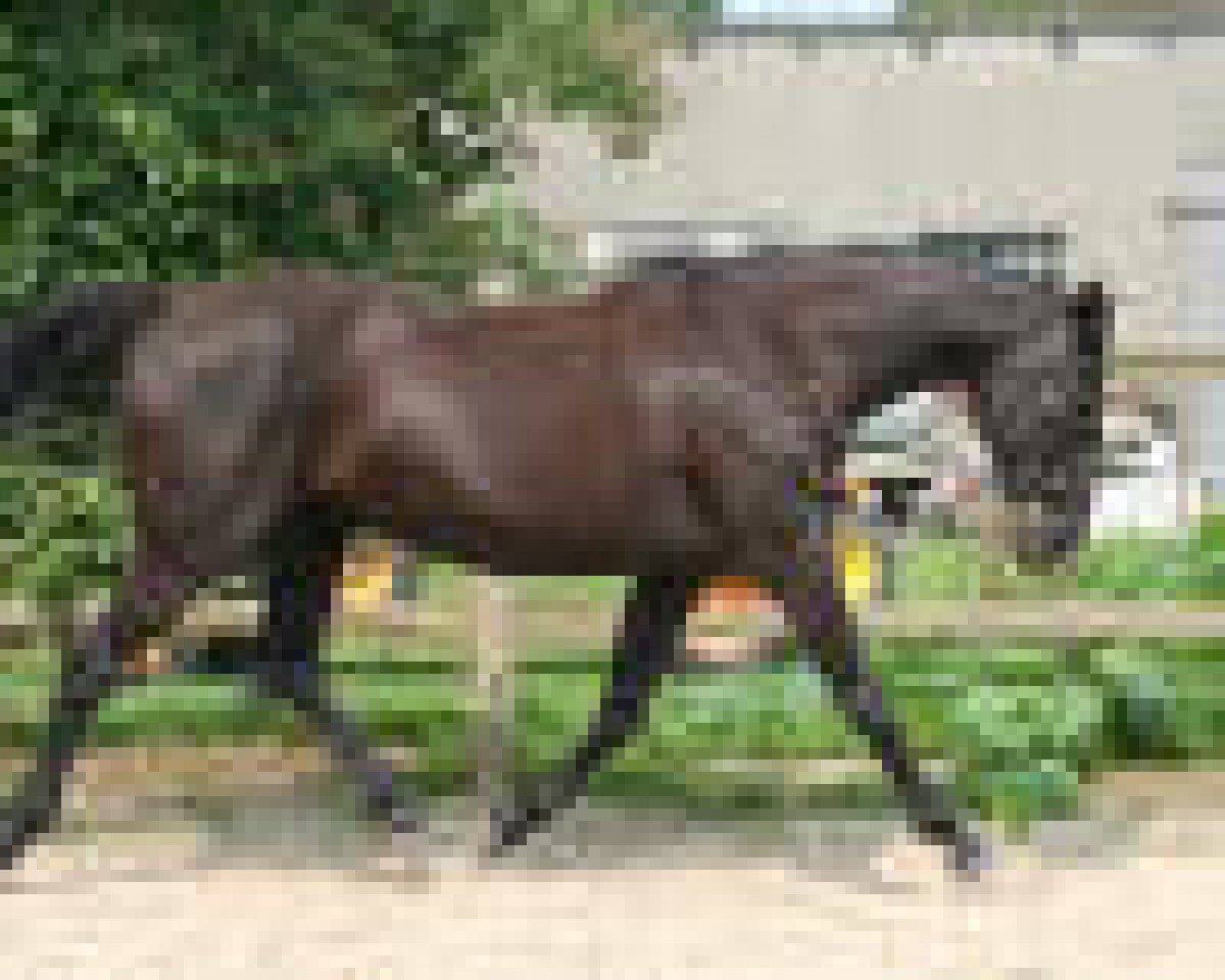 broodmare Winnie (Hanoverian, 1994, from Waldstar xx)