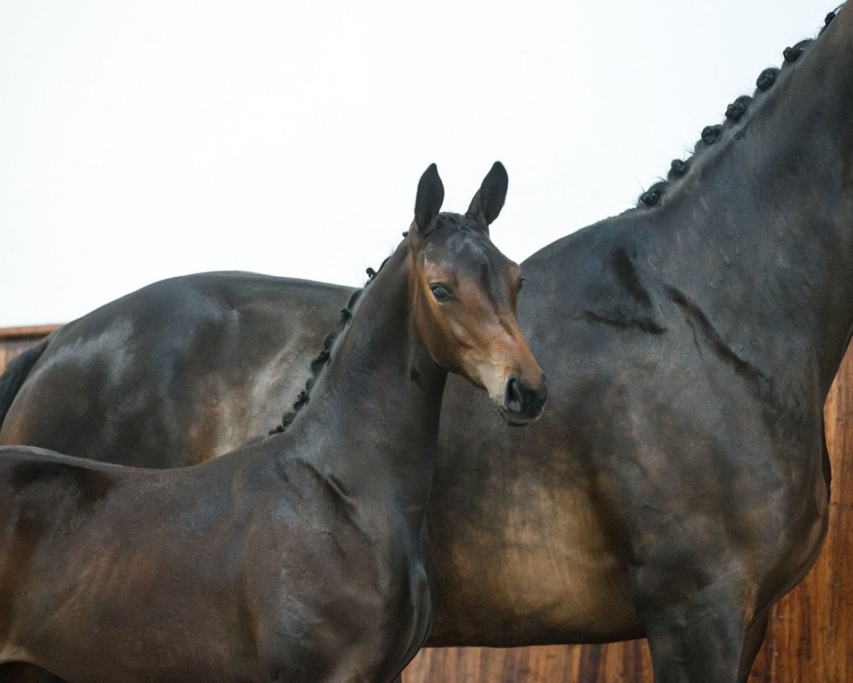 dressage horse Firefly (German Sport Horse, 2014, from Tannenhof's Fahrenheit)