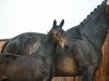 dressage horse Firefly (German Sport Horse, 2014, from Tannenhof's Fahrenheit)