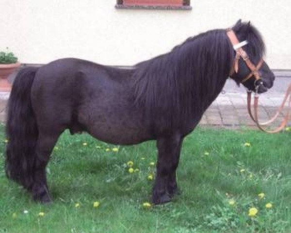 Deckhengst Godfried van de Groote Woerd (Shetland Pony, 1992, von Newton van Dorpzicht)