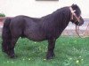 Deckhengst Godfried van de Groote Woerd (Shetland Pony, 1992, von Newton van Dorpzicht)