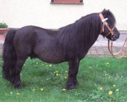 stallion Godfried van de Groote Woerd (Shetland Pony, 1992, from Newton van Dorpzicht)