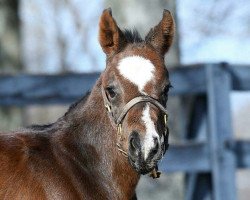 horse Stute von Pioneerof The Nile xx (Thoroughbred, 2018, from Pioneerof The Nile xx)