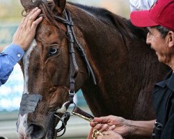 horse Bowie xx (Thoroughbred, 2014, from Malibu Moon xx)