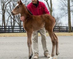 horse Stute von California Chrome xx (Thoroughbred, 2018, from California Chrome xx)