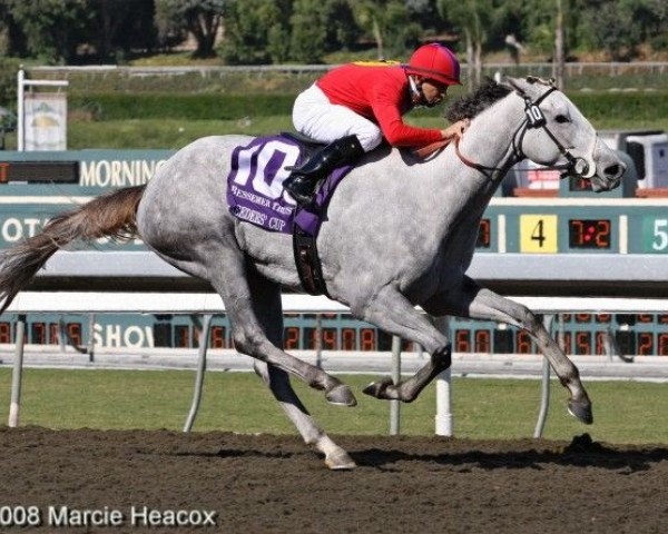 Zuchtstute Stardom Bound xx (Englisches Vollblut, 2006, von Tapit xx)