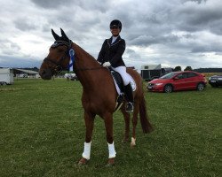 dressage horse Boreas 19 (Hanoverian, 2011, from Brentano II)