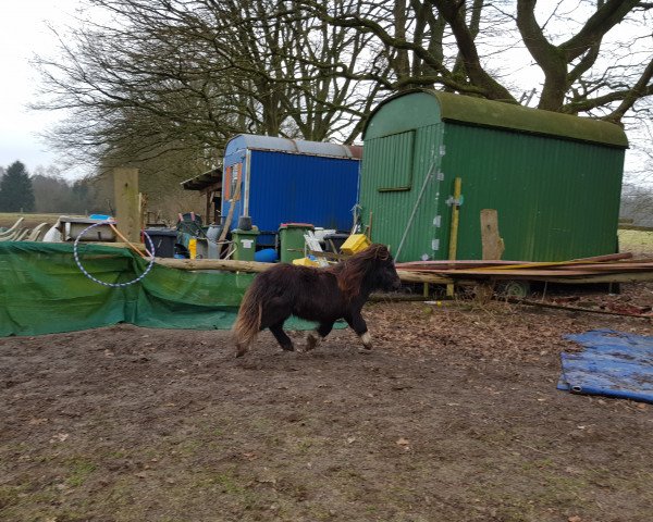 Pferd Lennox v. Stal Over-Zande (Shetland Pony, 2017, von Wonder Boy v.d. Molenstraat)