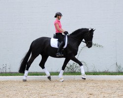 dressage horse Strahlemann B (Hanoverian, 2007, from Sir Donnerhall I)