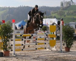 broodmare Tashina III CH (Swiss Warmblood, 2009, from Toulon)