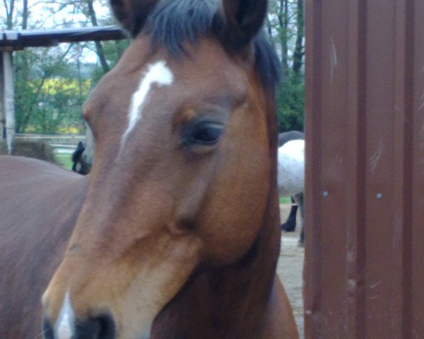 Zuchtstute Wicki (Schweres Warmblut, 1994, von Epos Mo 1479)