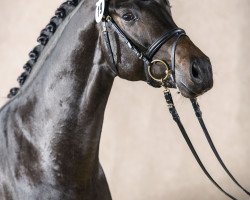 stallion Fuoco nel fuoco (Westphalian, 2015, from Finest)