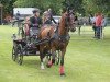 horse Zampano 78 (Welsh-Cob (Sek. D), 2007, from Stubbenhof Zorro)