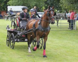 horse Zampano 78 (Welsh-Cob (Sek. D), 2007, from Stubbenhof Zorro)