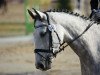 dressage horse Casimir 161 (Holsteiner, 2010, from Cancara)