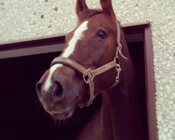 dressage horse Famos 65 (Hessisches Warmblut, 2001, from Furioso's Sohn)