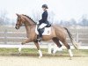 stallion Chopard (Bavarian, 2012, from Charmeur)