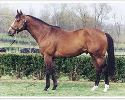 stallion Siphon xx (Thoroughbred, 1991, from Itajara xx)