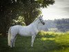 Springpferd Celine van de Warande (Belgisches Warmblut, 2002, von Orlando van de Heffinck)