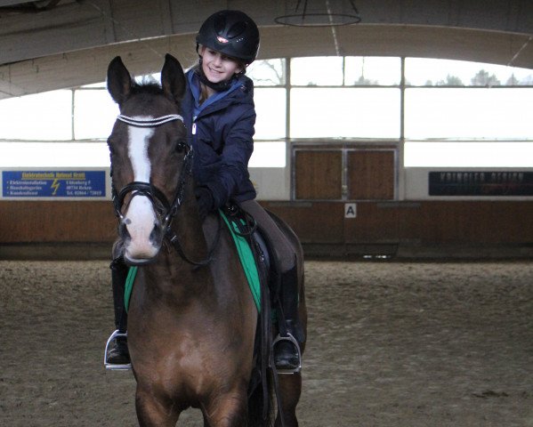 jumper Rico (Dutch Pony, 2010, from Karlos)