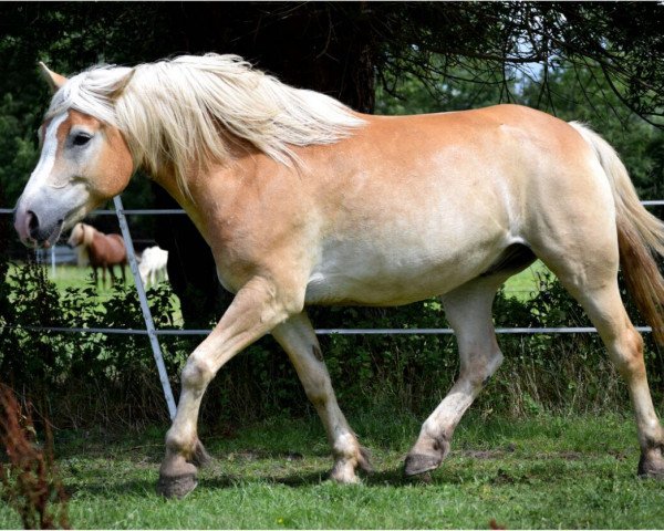 Pferd Kalle (Haflinger,  )