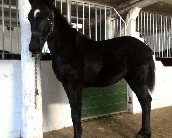 horse Barbalu (Hanoverian, 2017)