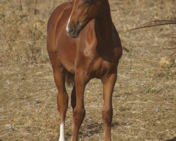 broodmare Futura del Pietriccio Rosso (Maremmano, 2016)