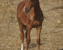 Pferd Futura del Pietriccio Rosso (Maremmano, 2016)