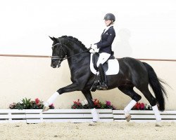 stallion Total Hope OLD (Oldenburg, 2012, from Totilas)