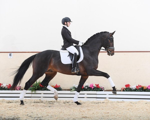 dressage horse Fürst Toto (Hanoverian, 2015, from Fürstenball)