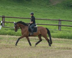 broodmare Nachtfürstin (Trakehner, 2013, from Interconti)