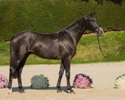 dressage horse Graf Titulus (Trakehner, 2015, from Tambour)