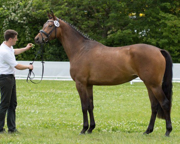 Zuchtstute Tangente (Trakehner, 2014, von Königssee)